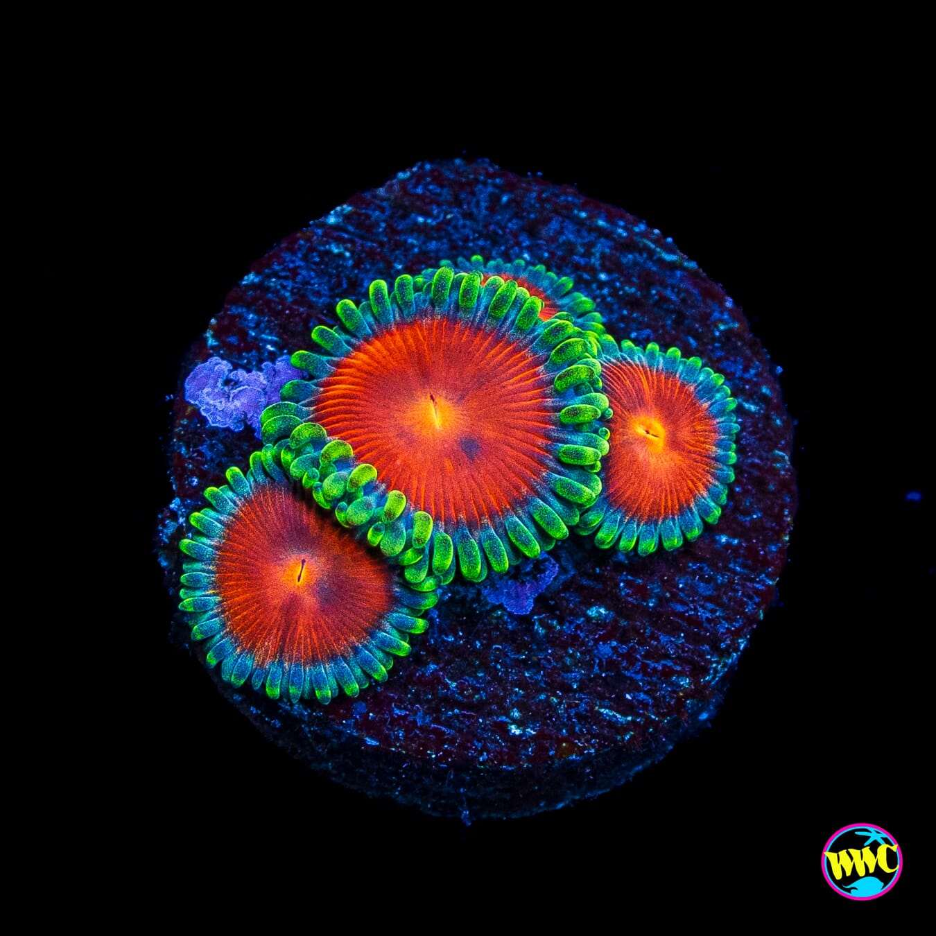 WWC Elemental Fury Zoanthids