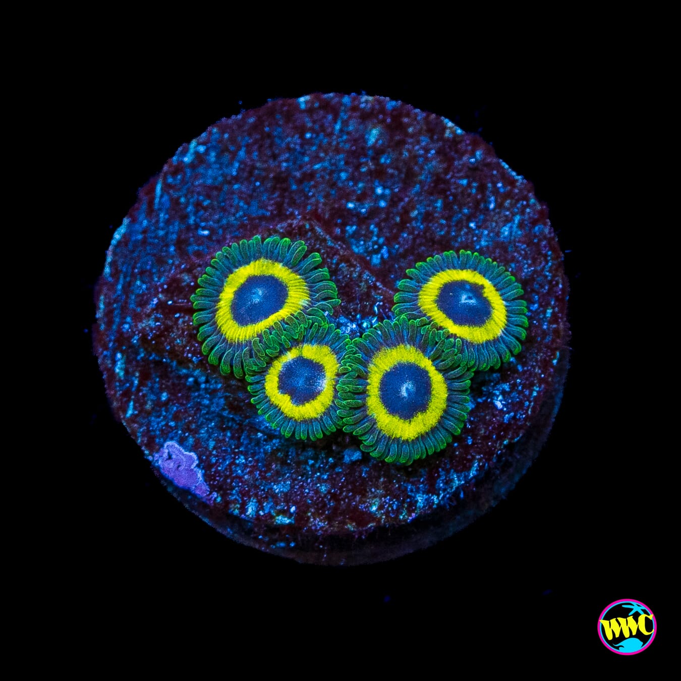 WWC Yellow Submarine Zoanthids