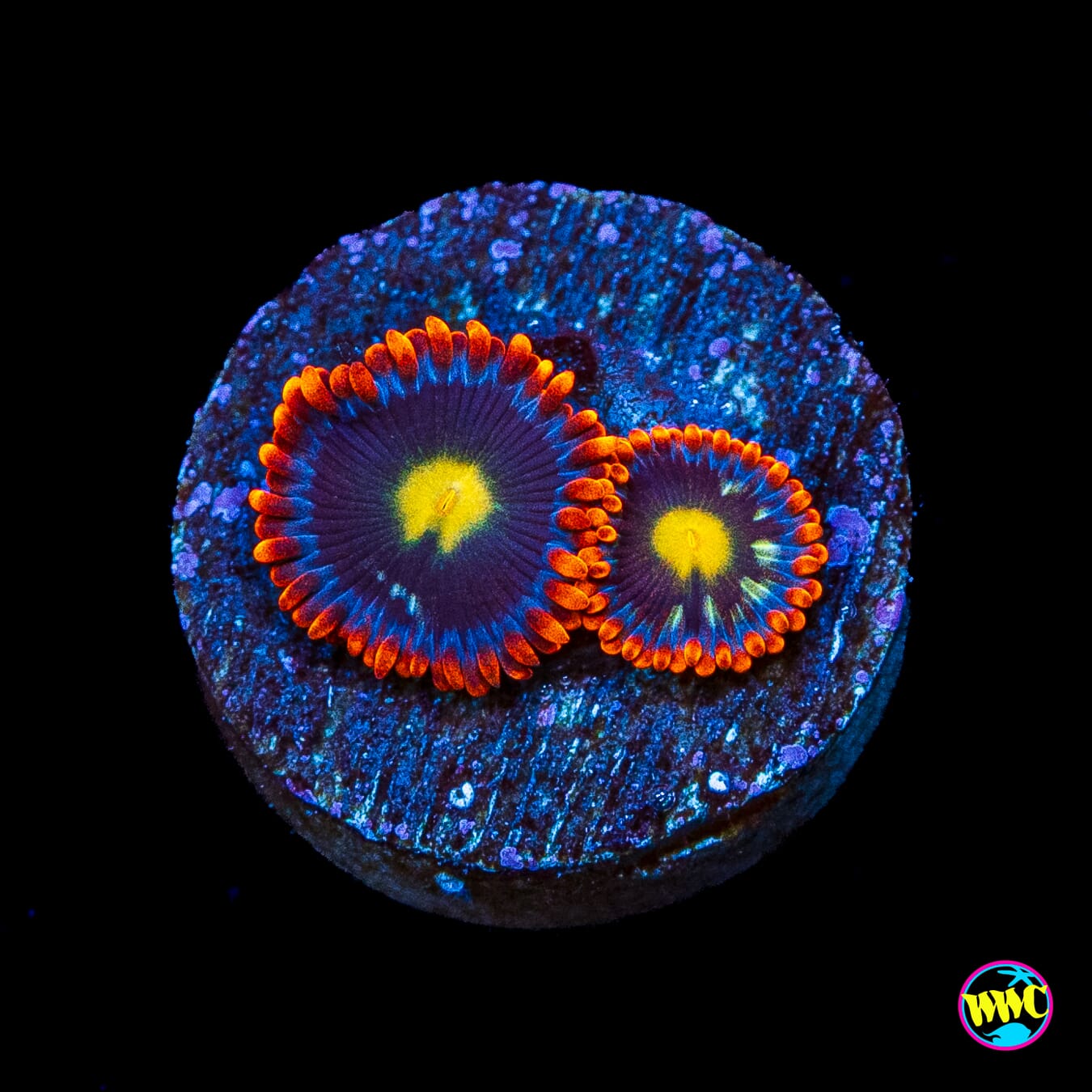 WWC Mandarin Monster Zoanthids