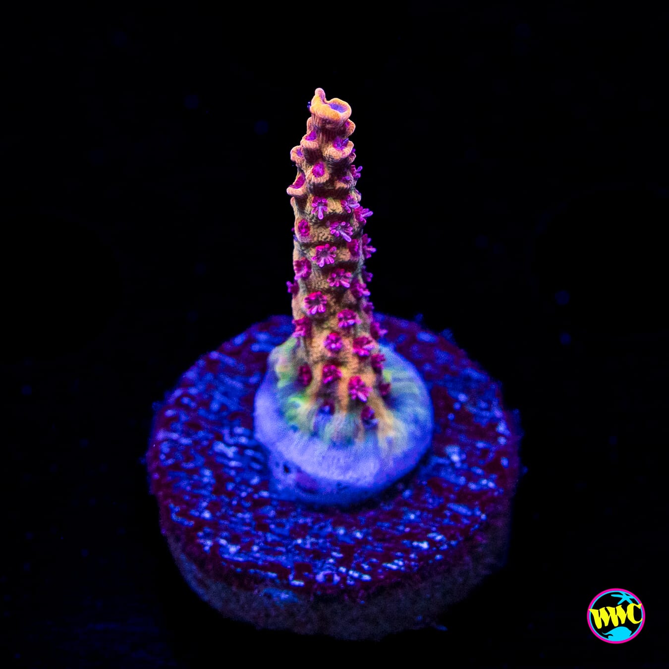 Tyree Pink Lemonade Acropora