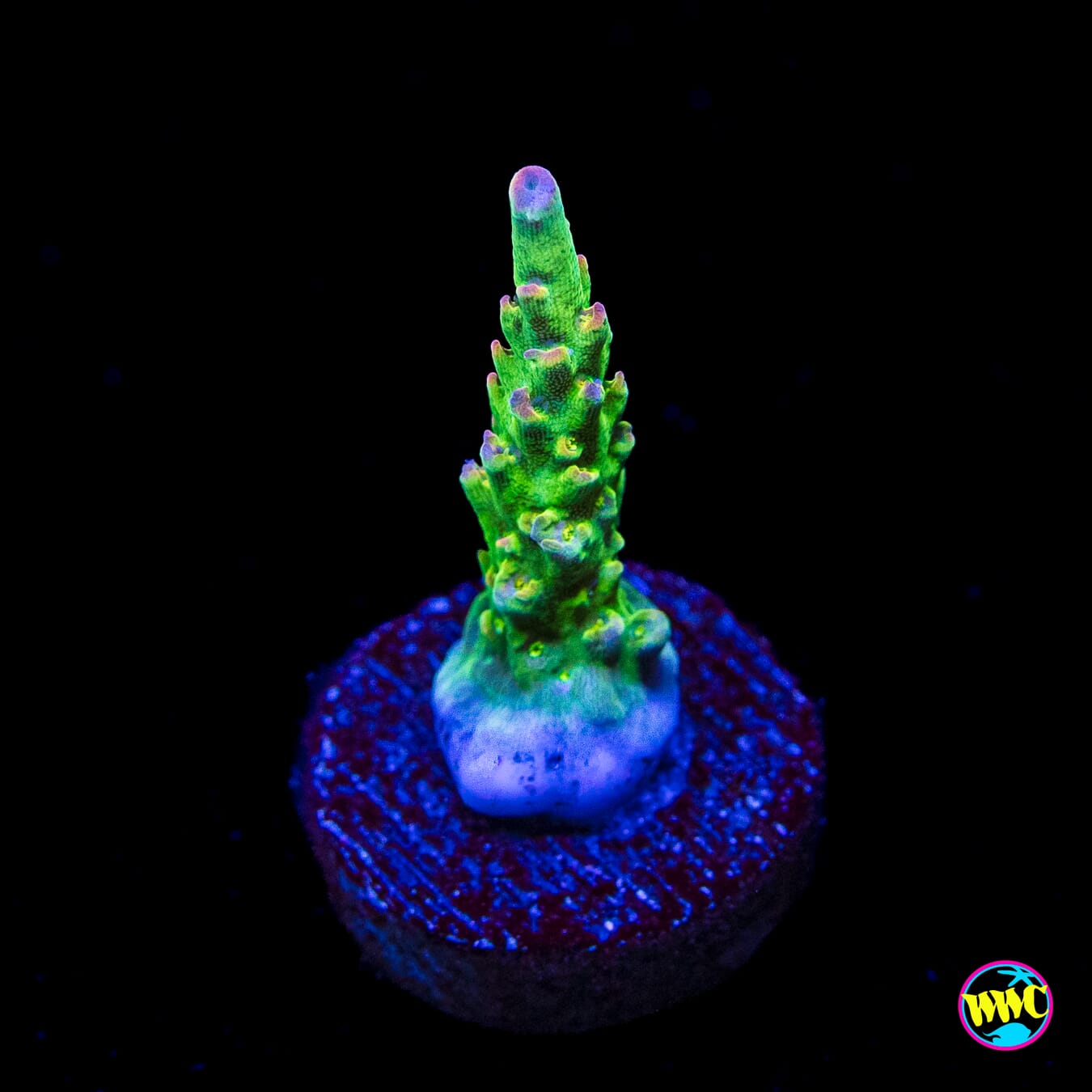 WWC Tight Pants Acropora