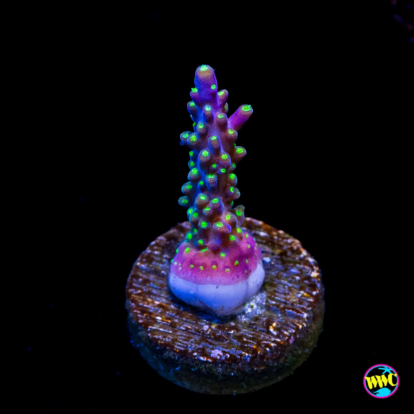 Tricolor Valida Acropora