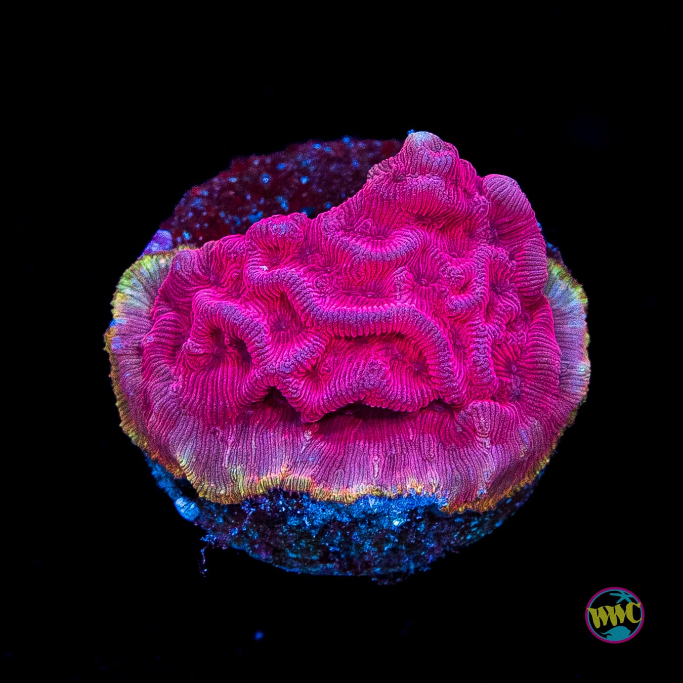 WWC Flamingo Leptoseris
