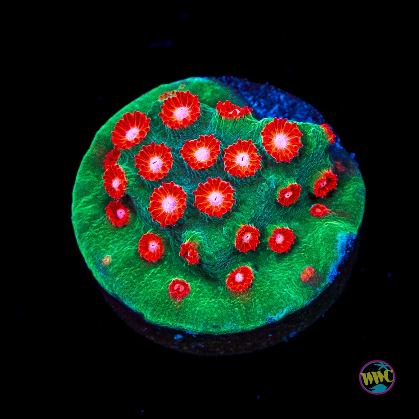 WWC Jingle Bells Cyphastrea