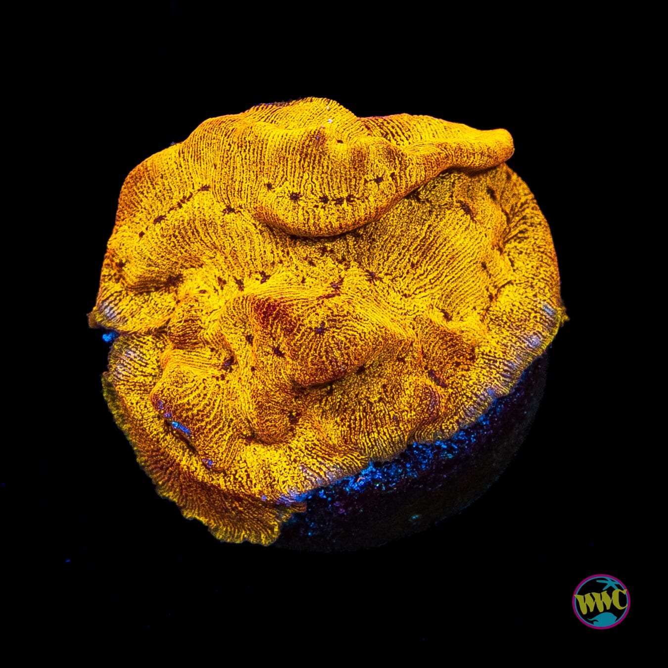 CC Tangerine Juice Leptoseris