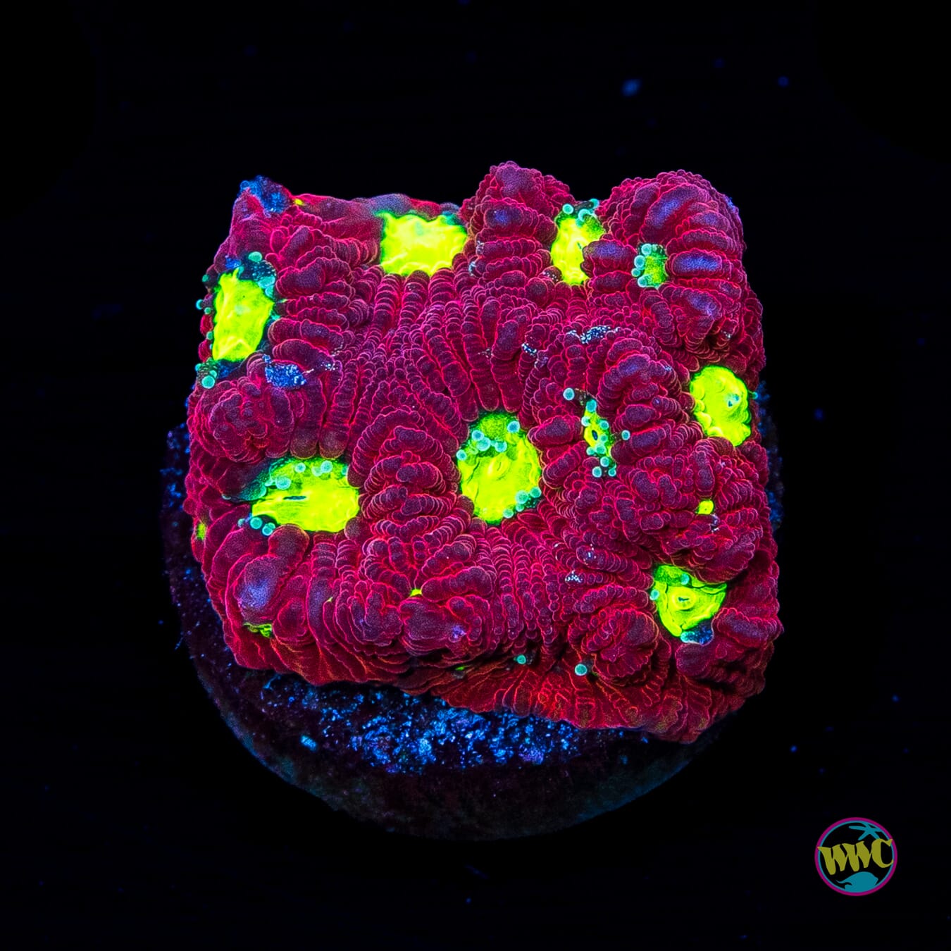 Red War Coral