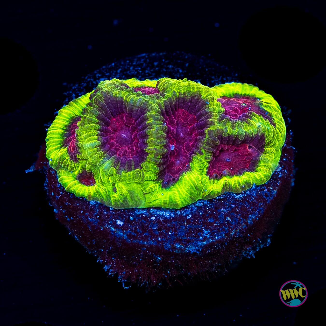 WWC Lemon Zoinkerz Favia