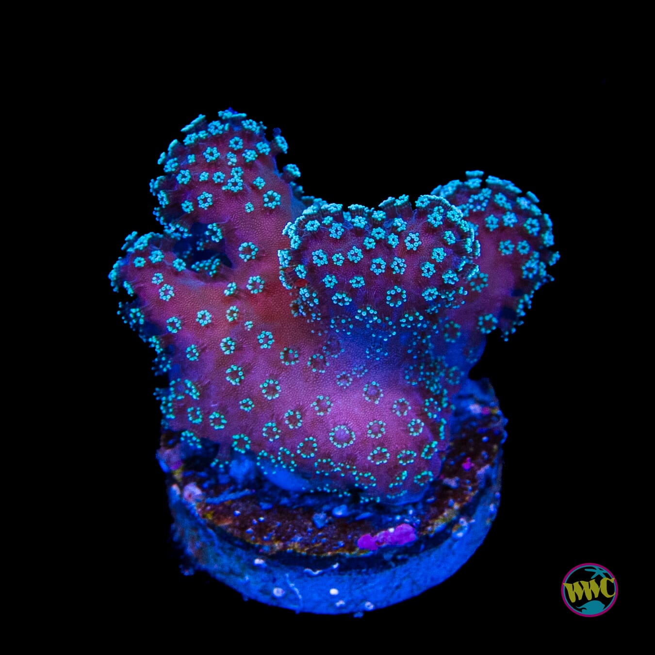 Tyree Rainbow Stylophora