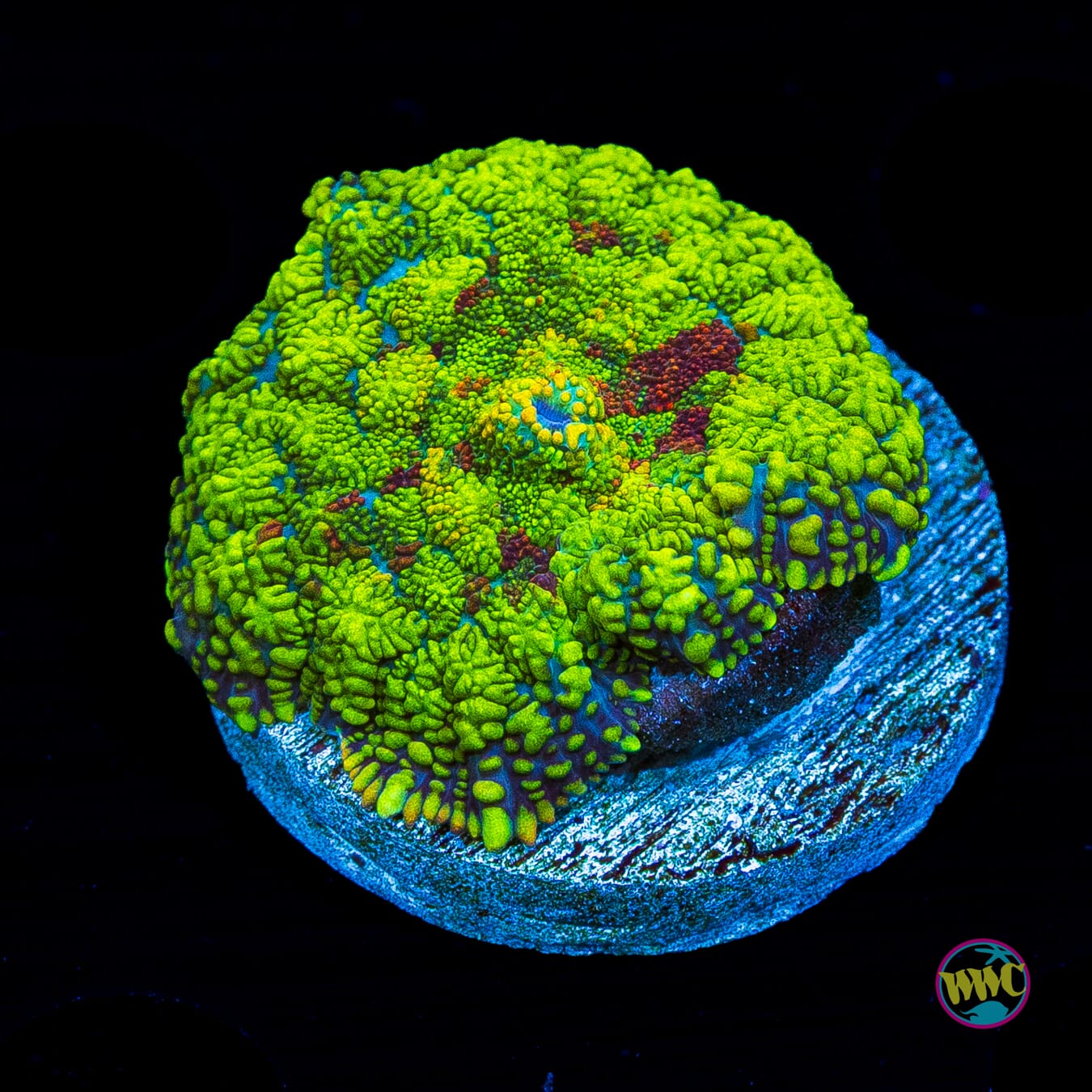 Tropical Luau Rhodactis Mushroom