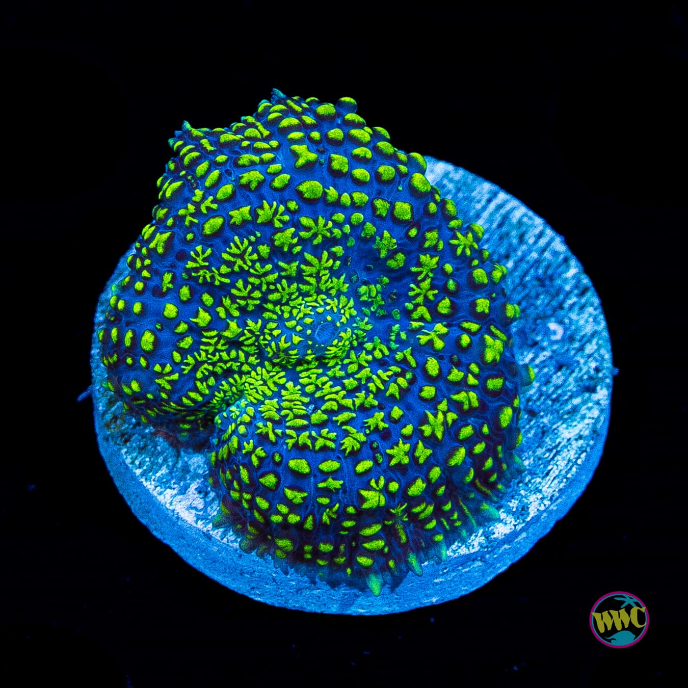 Icarus Rhodactis Mushroom