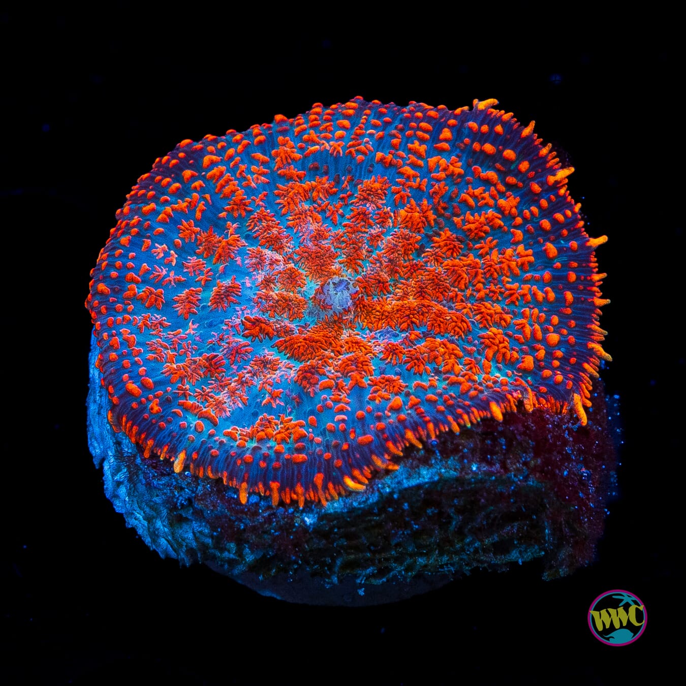 Superman Rhodactis Mushroom