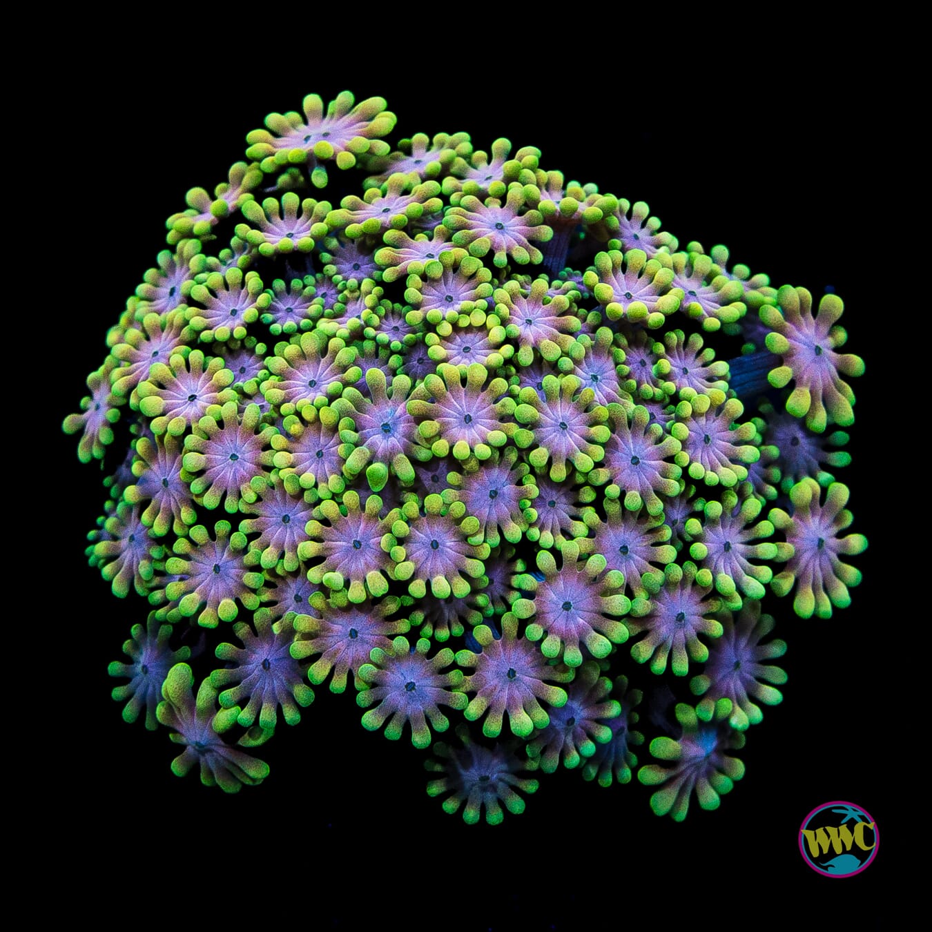 Irish Spring Alveopora