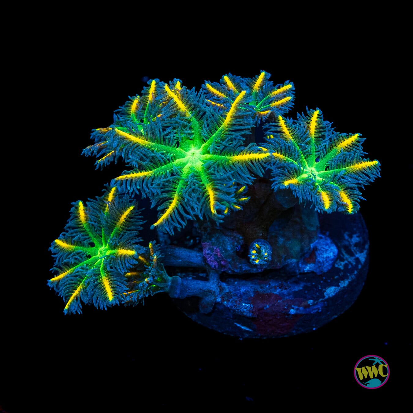 WWC Flower Power Clove Polyps