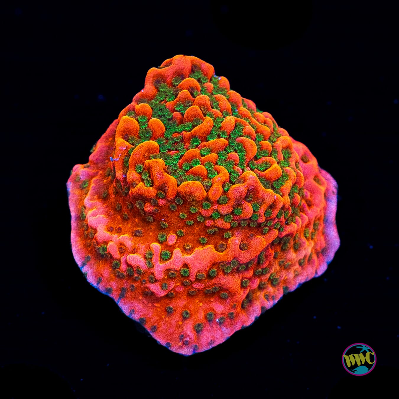 WWC Cherry Tree Montipora