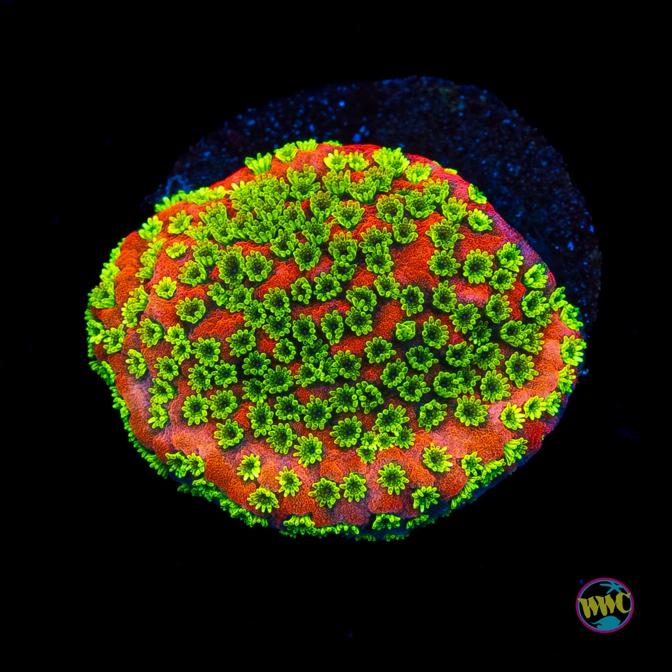 Sunset Montipora
