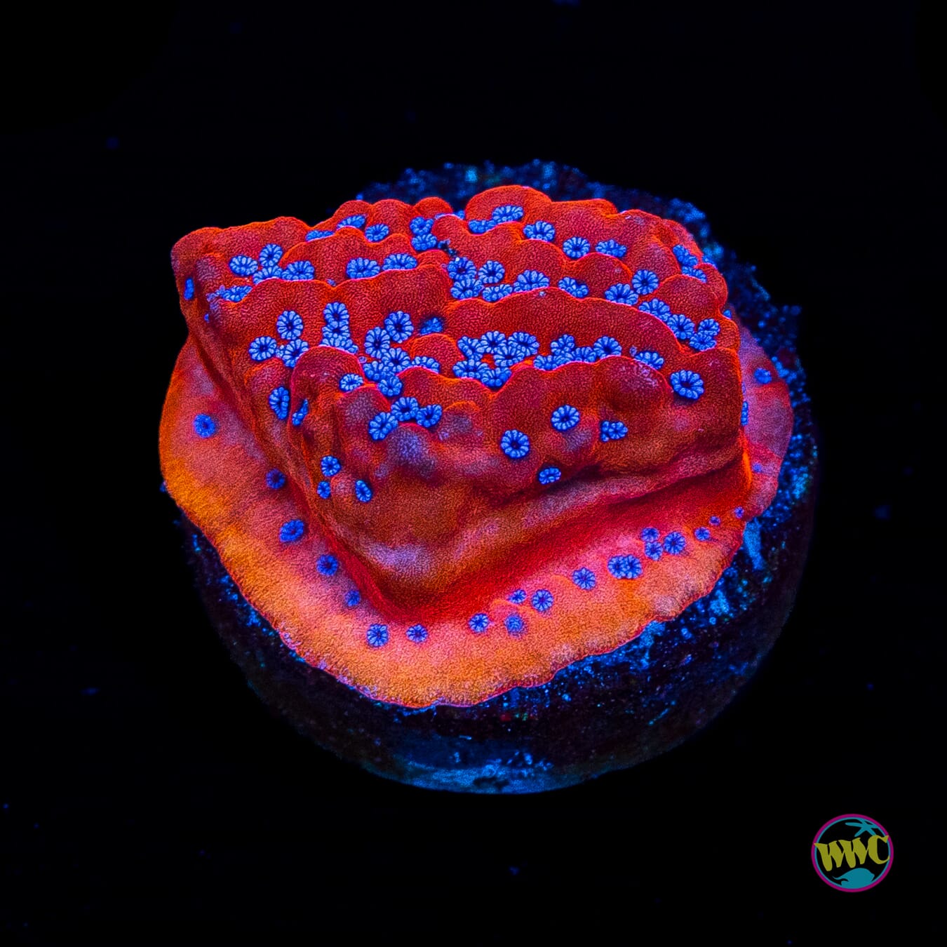 WWC Frost Mage Montipora