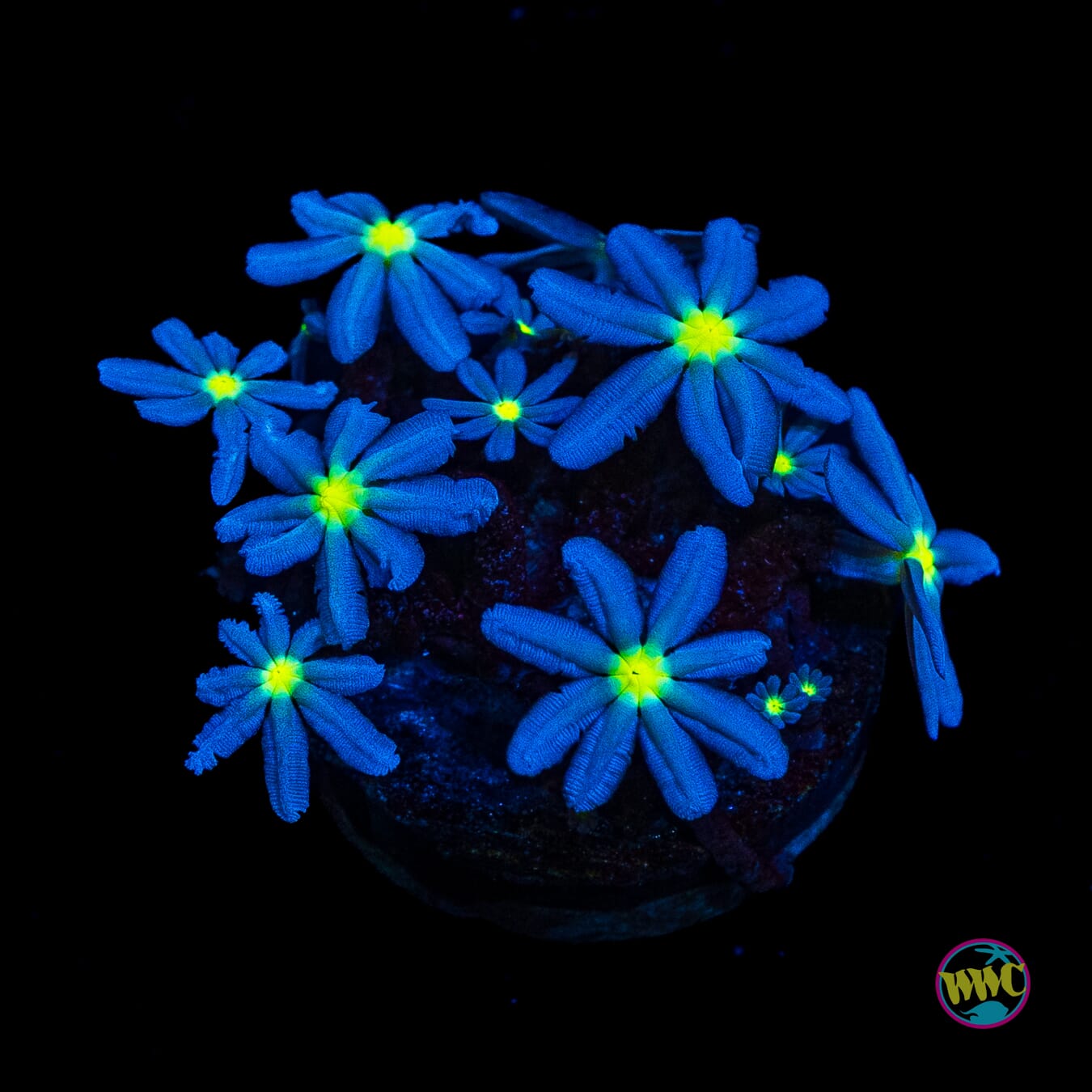 WWC Midnight Daisy Polyps