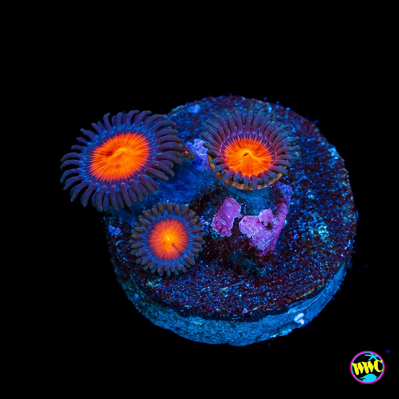 WWC Burning Mans Zoanthids