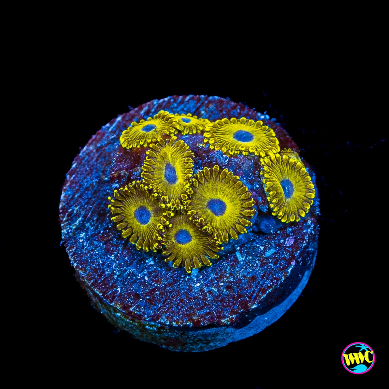 WWC Canary Island Zoanthids