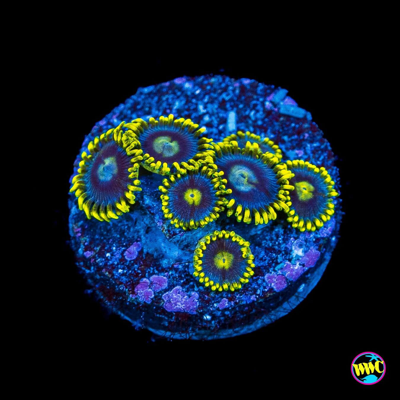 WWC Sunbeam Shuriken Zoanthids