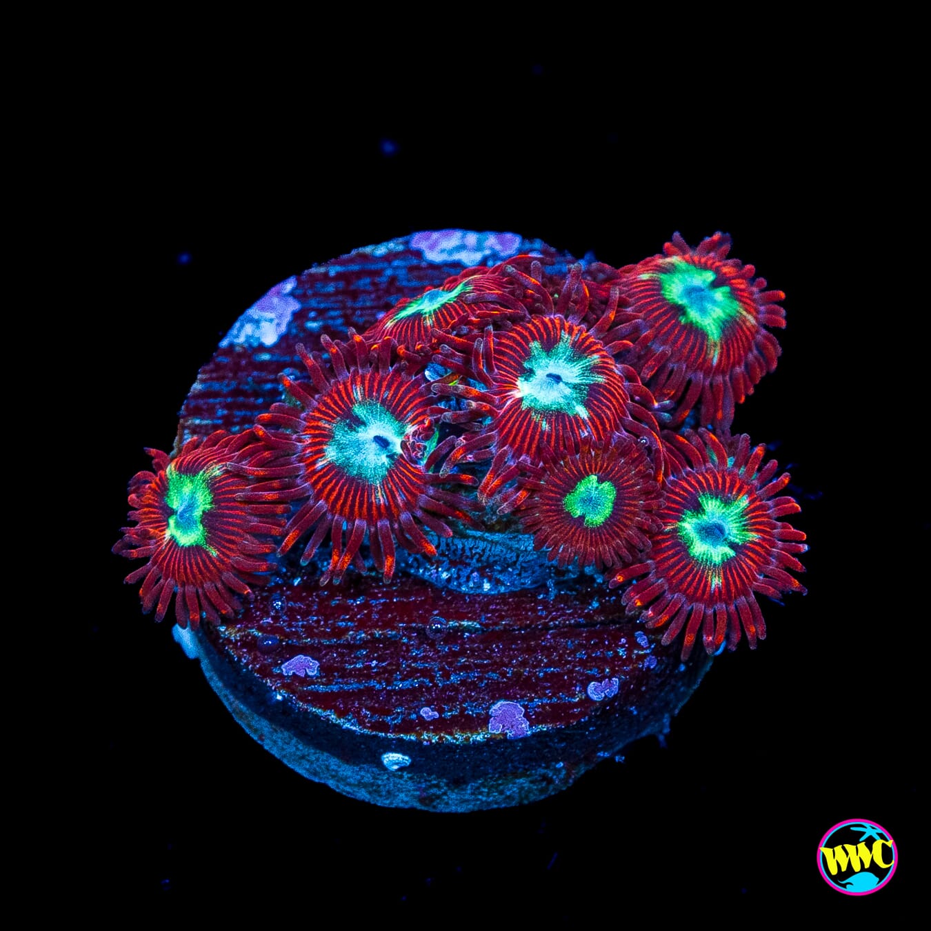 WWC Bloodlust Zoanthids