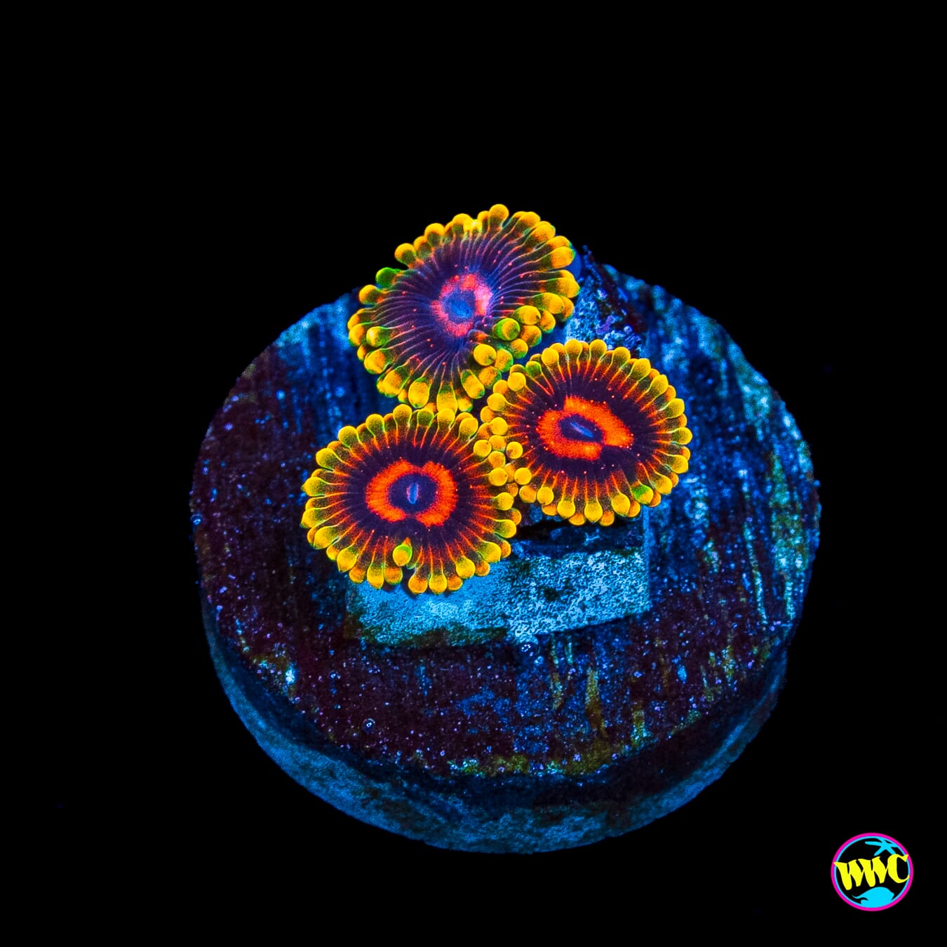 Mind Trick Zoanthids