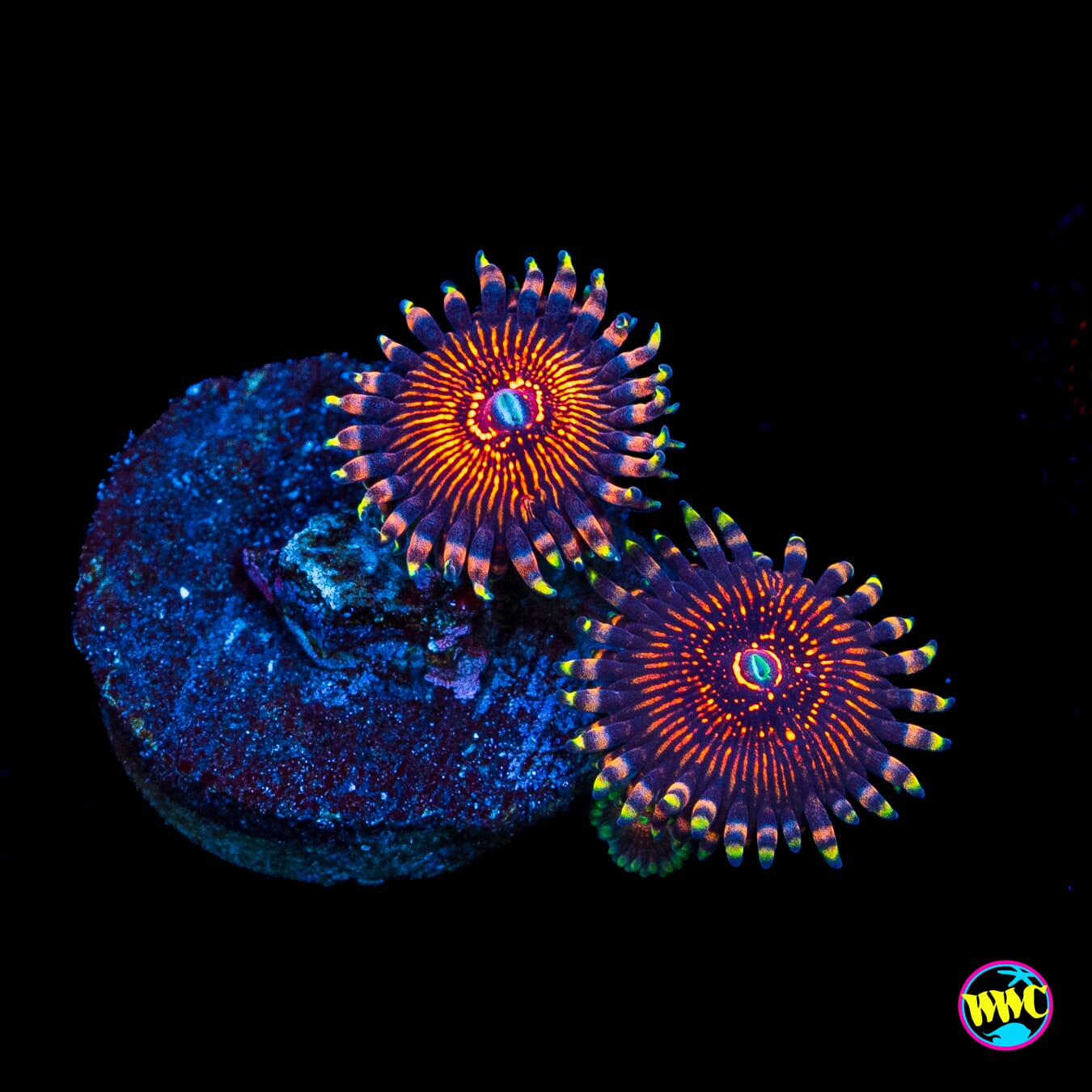 ARC Nightcrawler Zoanthids