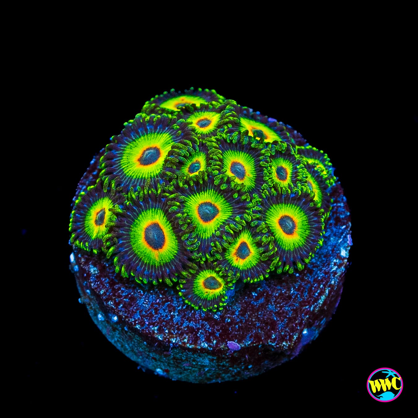WWC Island Time Zoanthids