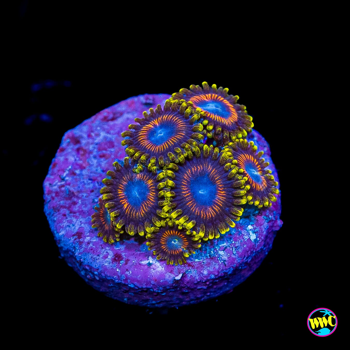 WWC Dragon Ballz Zoanthids