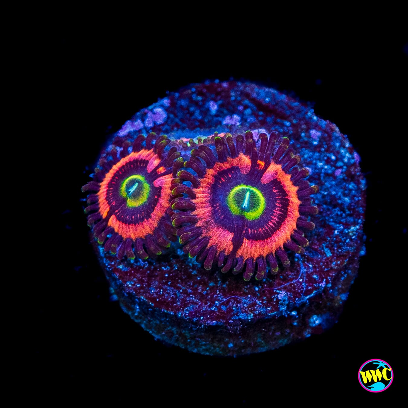 WWC Ultimate Bubblegum Pink Zoanthids