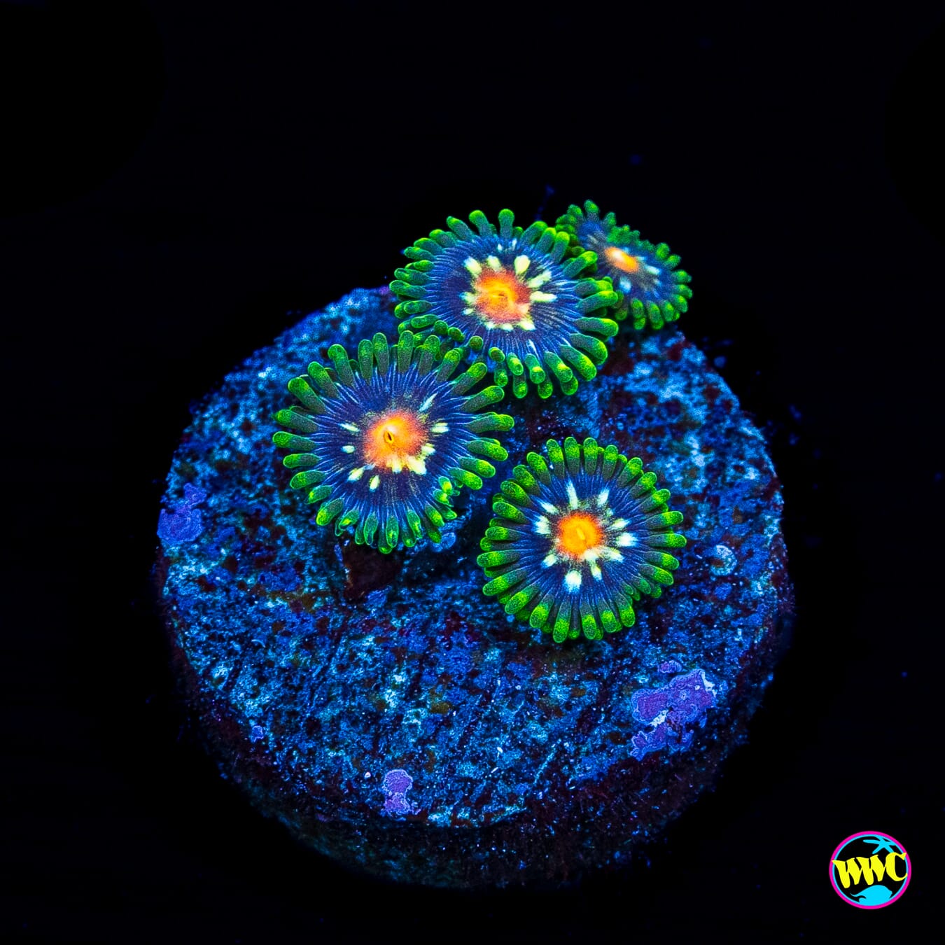 Jason Fox Stargazer Zoanthids