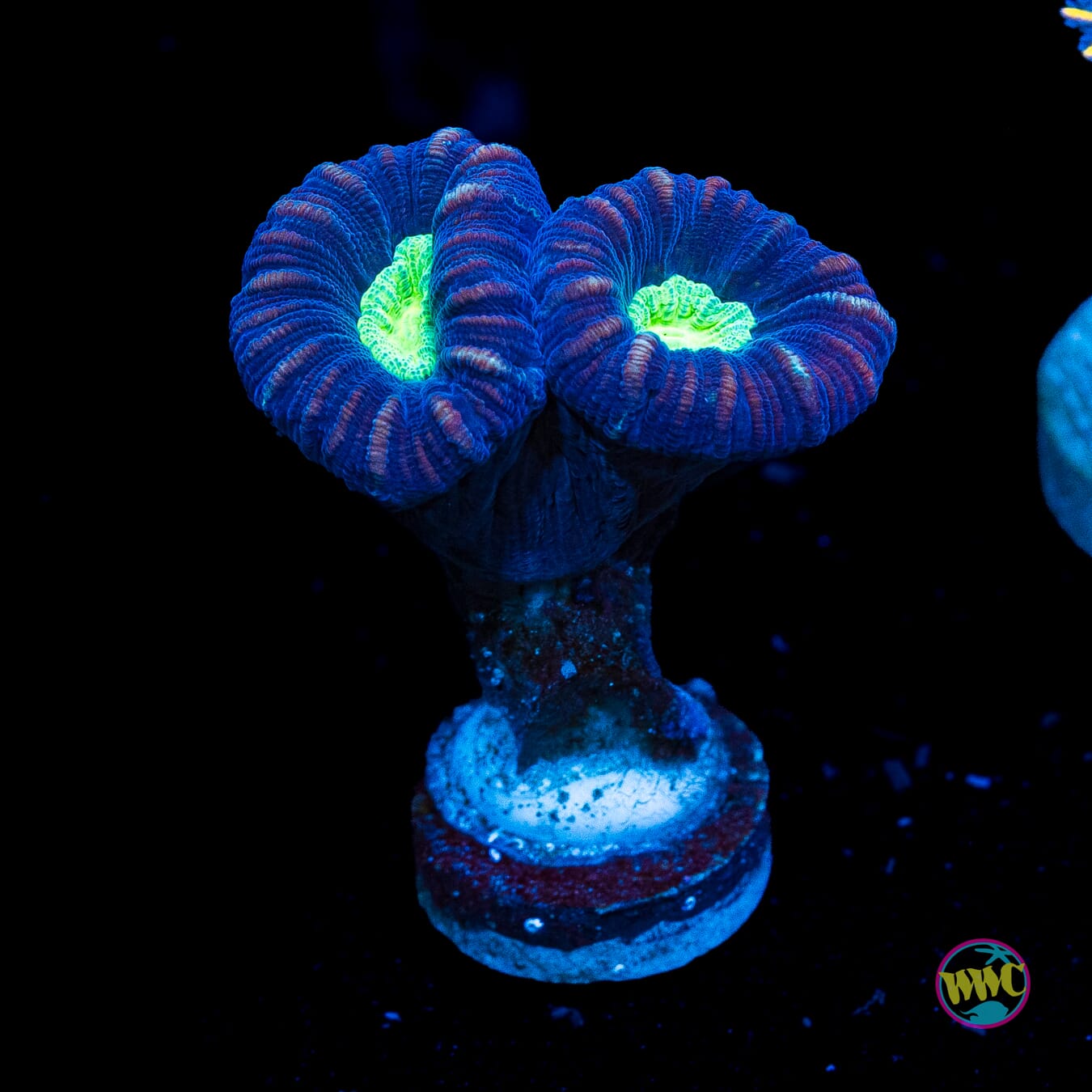 Alien Eye Candy Cane