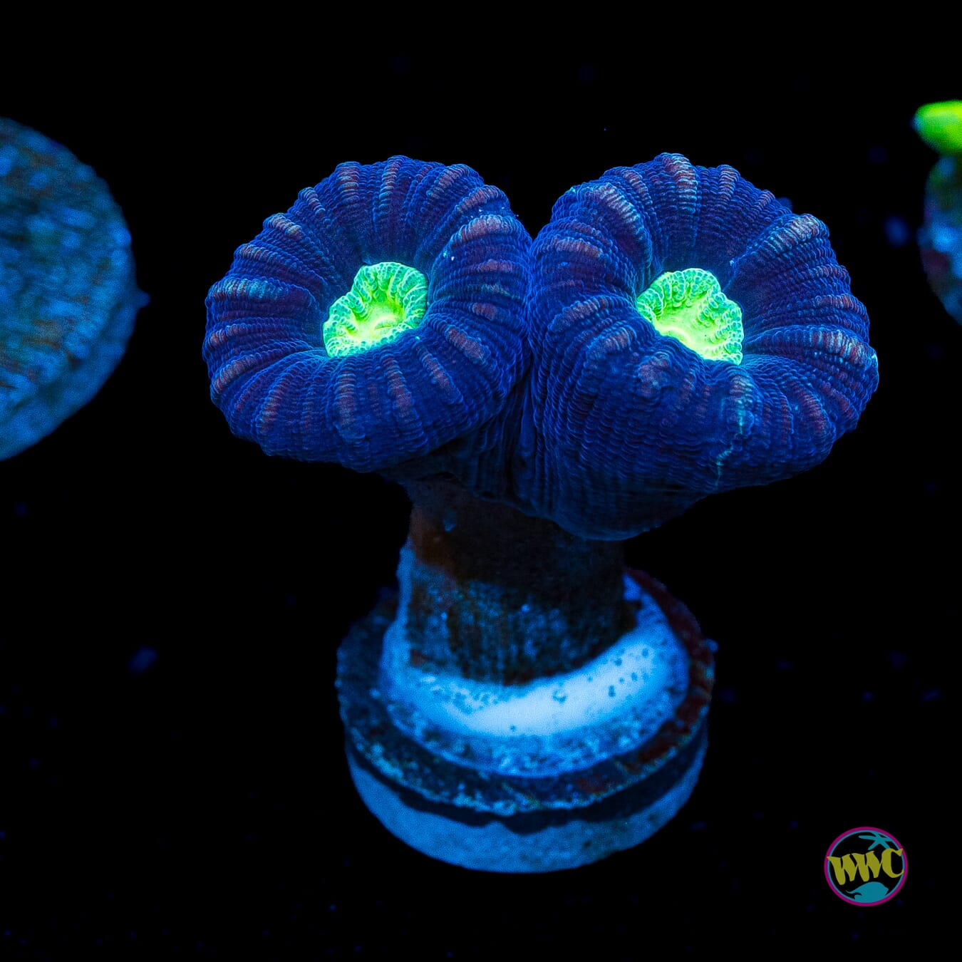 Alien Eye Candy Cane