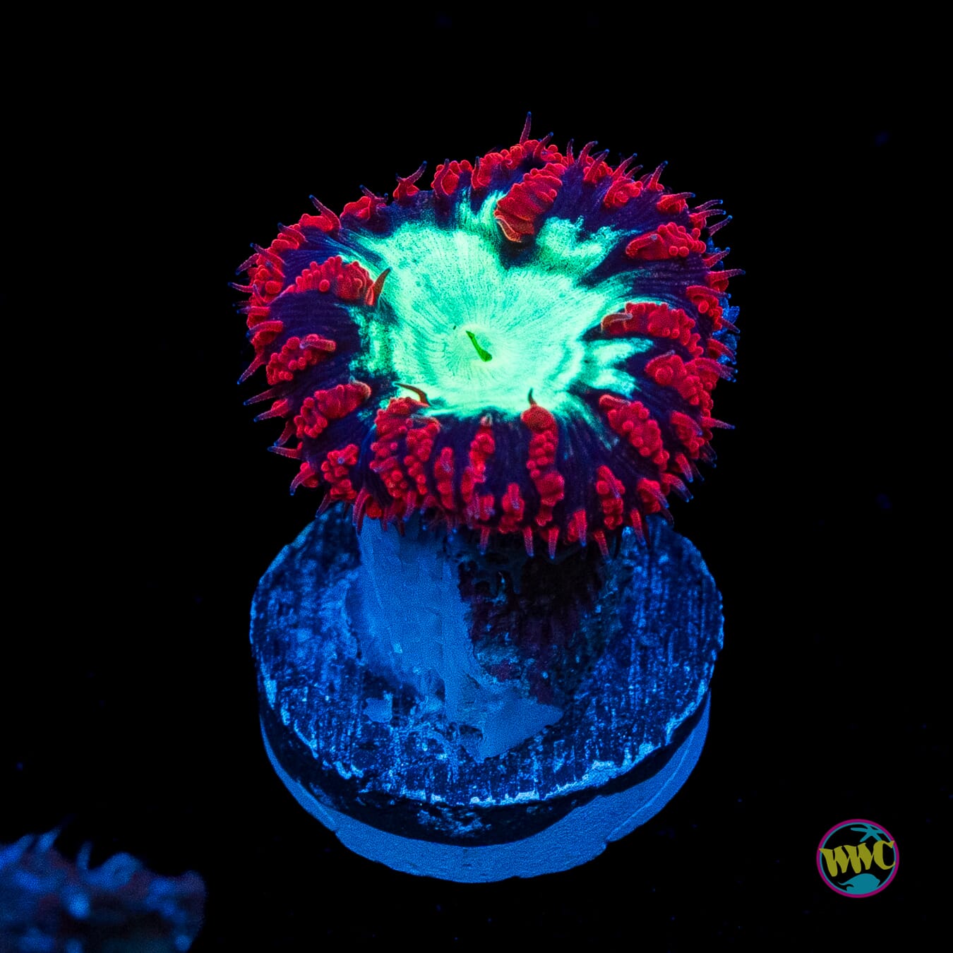 Area 51 Blastomussa
