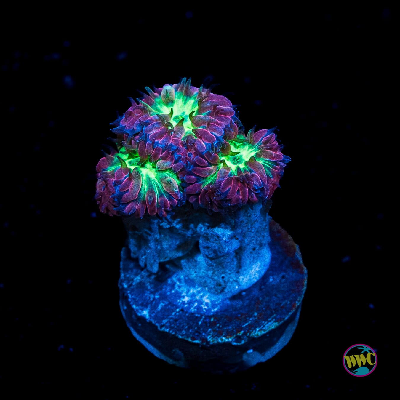 WWC Twilight Merletti Blastomussa