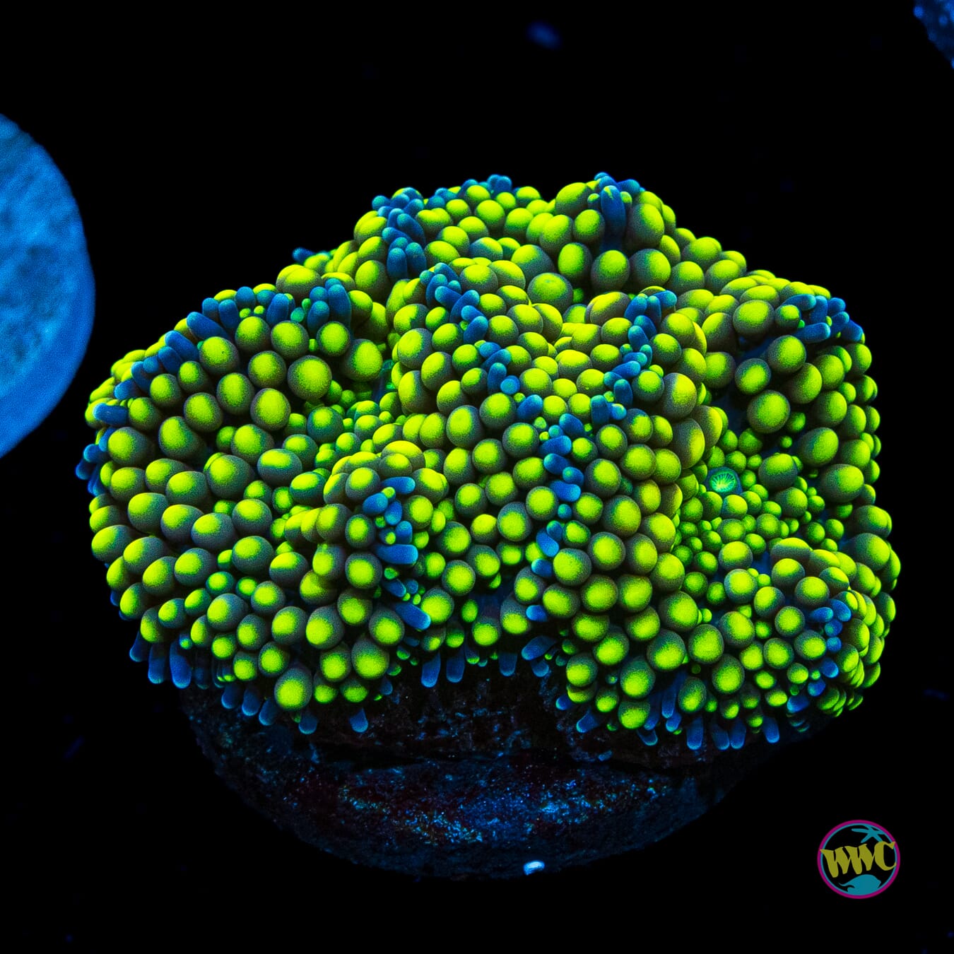 Nuclear Neon Ricordea Mushroom
