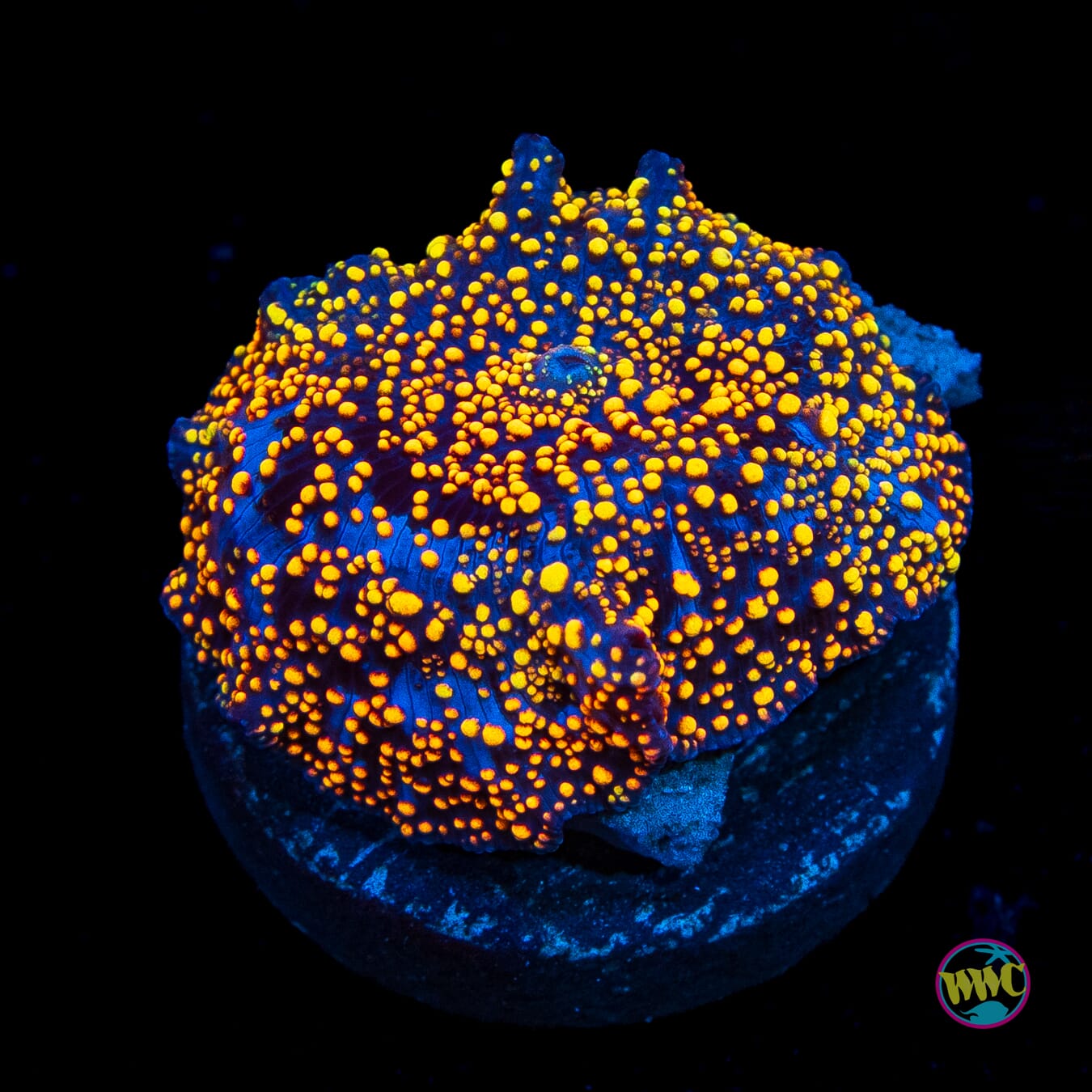 Golden Interstellar Disco Mushroom