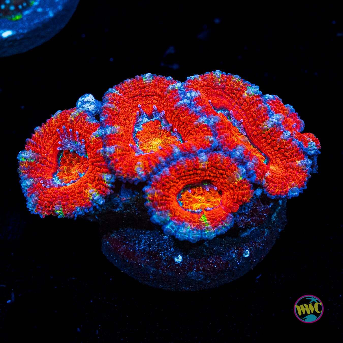 Lava Pool Aussie Lord