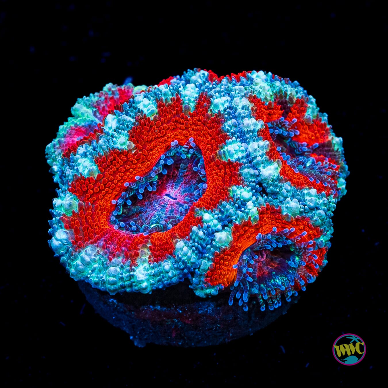 Blue Ring Aussie Lord