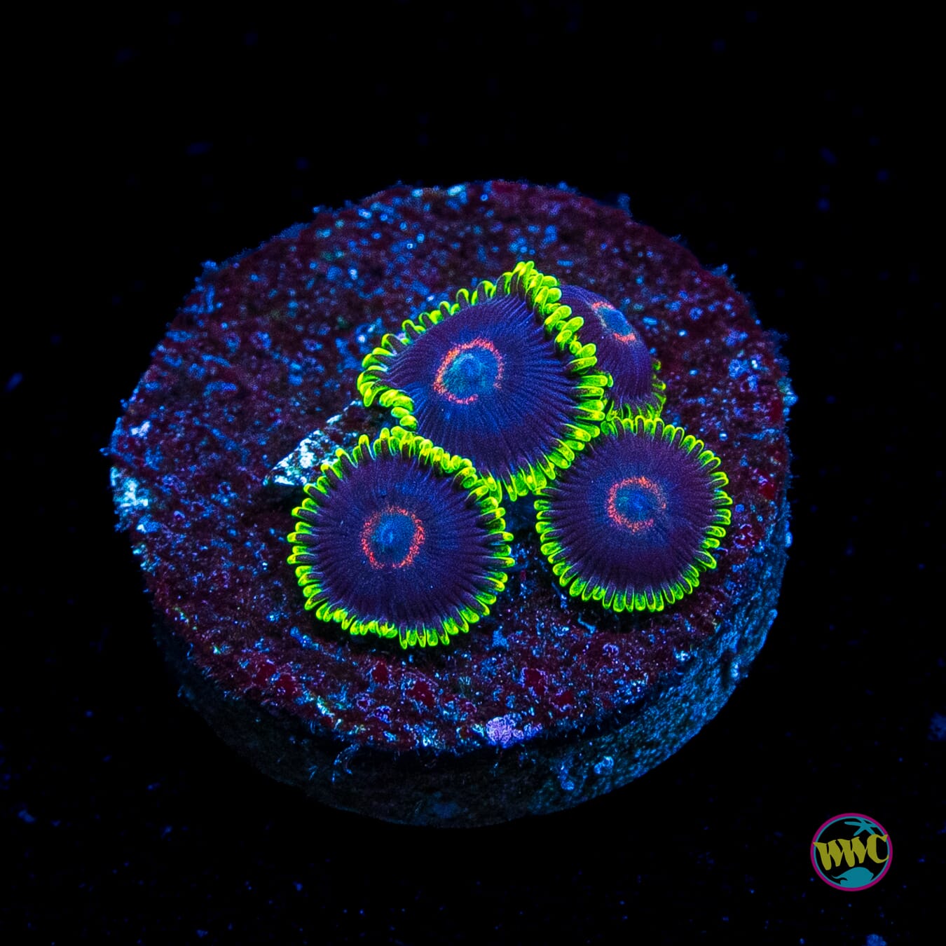 WWC Evil Heart Zoanthids