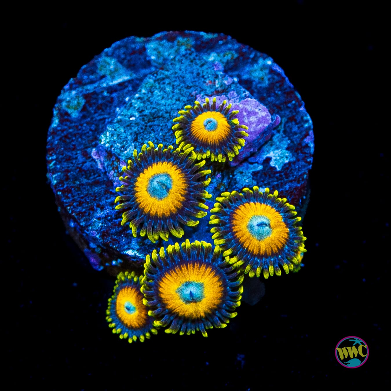 Scrambled Eggs Zoanthids