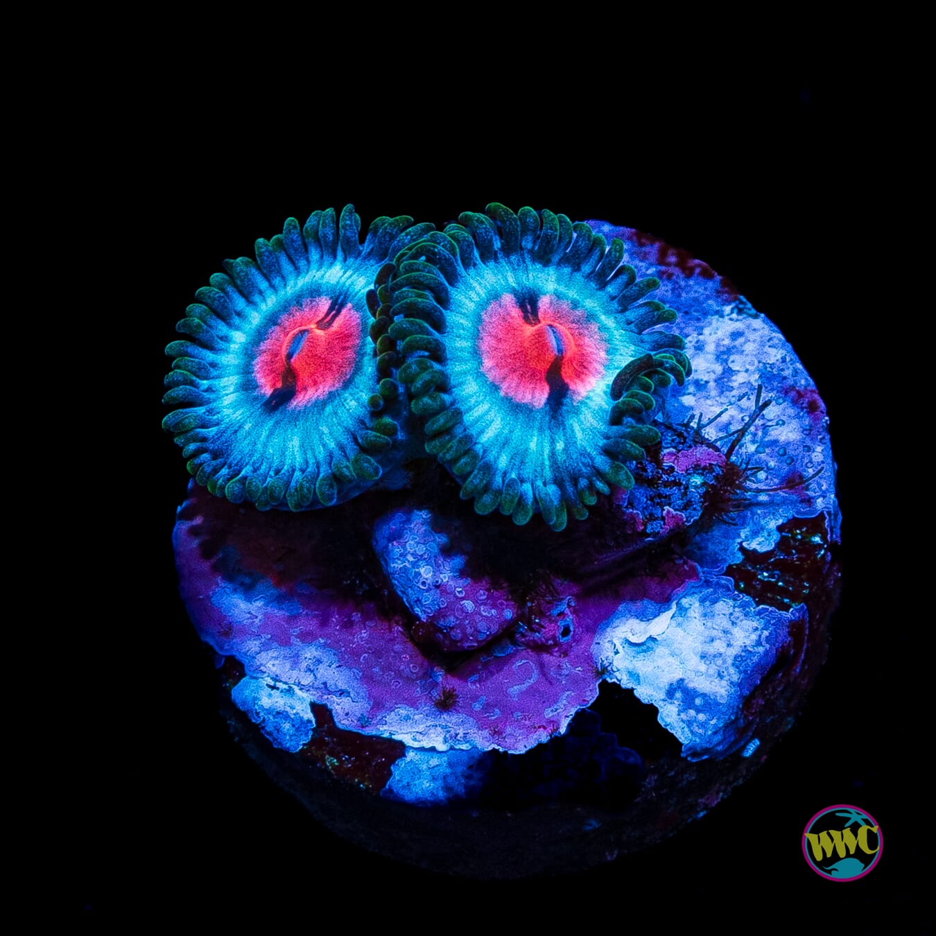 Miami Vice Zoanthids