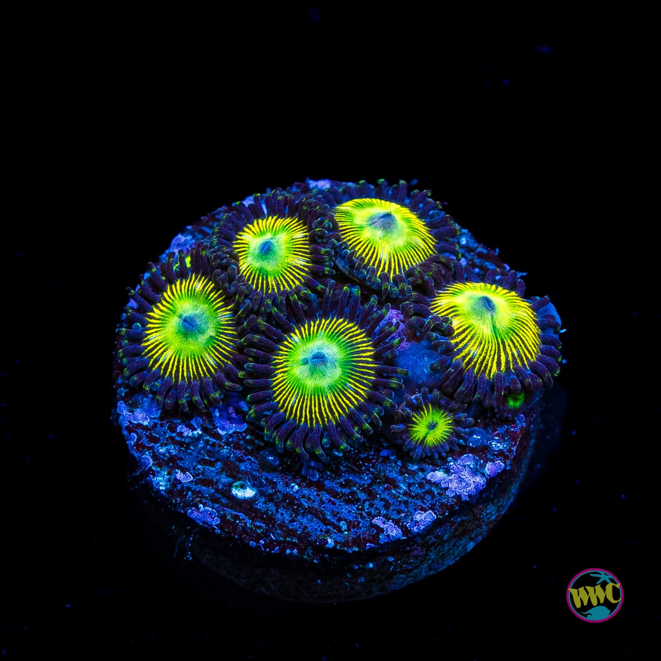 WWC Saltwater Taffee Zoanthids