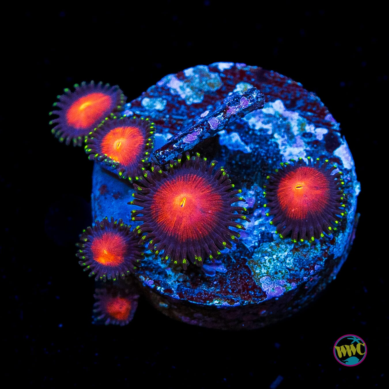 WWC Burning Mans Zoanthids