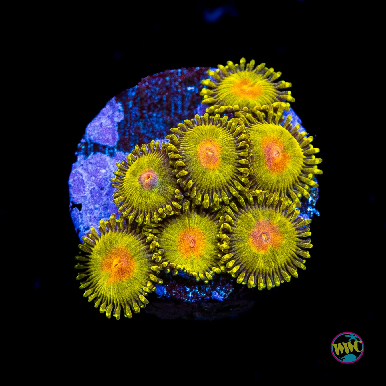WWC Golden Gods Zoanthids