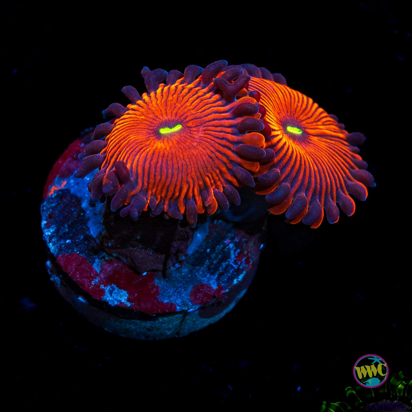 True Red People Eater Zoanthids