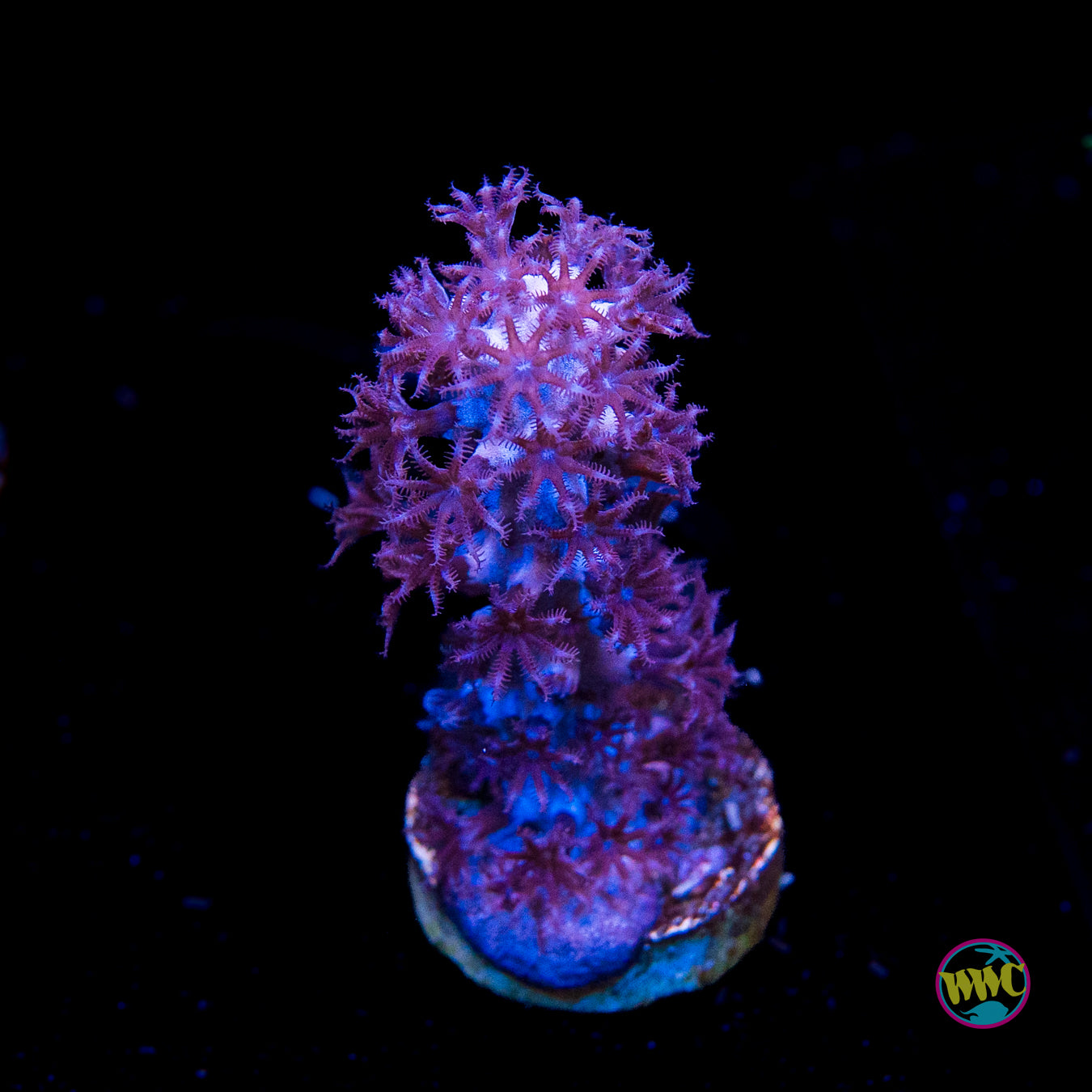 Tracy Morgonian Gorgonian