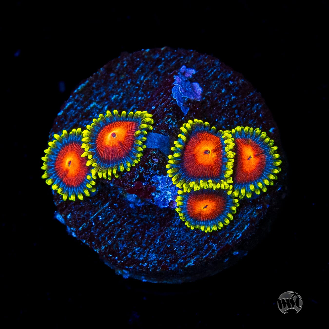WWC Rising Sun Zoanthids