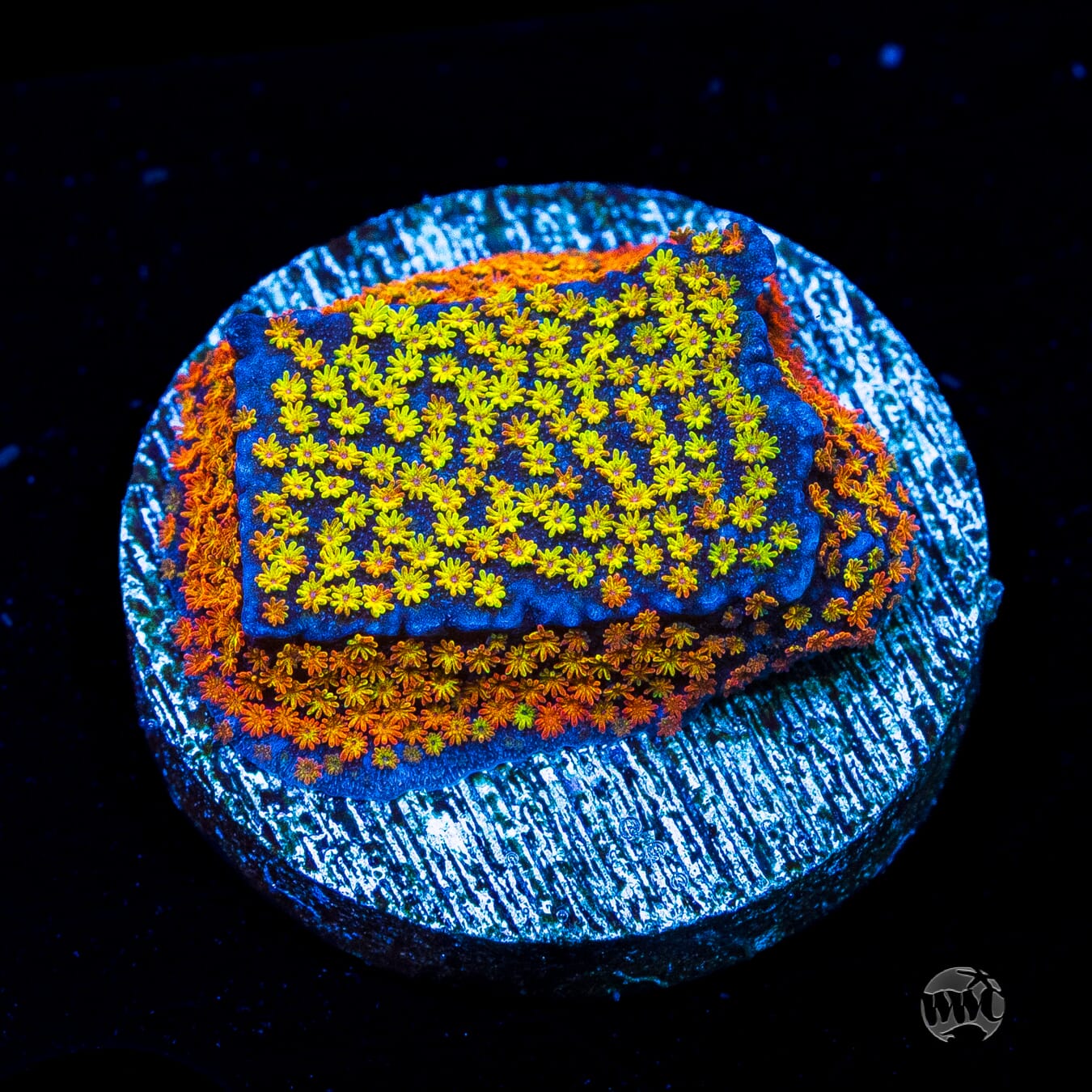 Rainbow Montipora