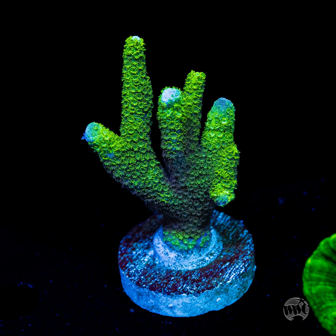 Green Digitata Montipora